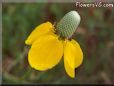 yellow mexican hat flower