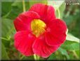 red nasturtium flower