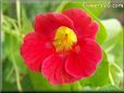 red nasturtium flower
