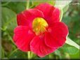red nasturtium flower