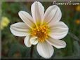 white dahlia flower