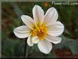 white dahlia flower