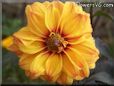 yellow maroon dahlia flower