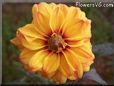 yellow maroon dahlia flower