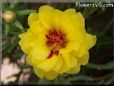 yellow moss rose flower