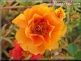 orange moss rose flower