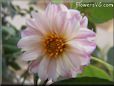 white pink dahlia flower