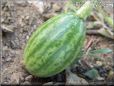 small watermelon