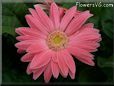 pink gerbera daisy flower