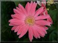pink gerbera daisy flower