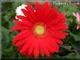 red gerbera daisy flower