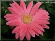 pink gerbera daisy flower