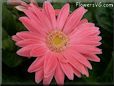 pink gerbera daisy flower