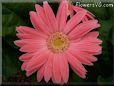 pink gerbera daisy flower