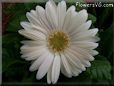 white gerbera daisy flower