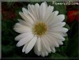 white gerbera daisy flower