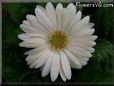 white gerbera daisy flower