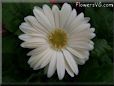 white gerbera daisy flower
