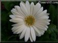 white gerbera daisy flower