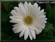 white gerbera daisy flower
