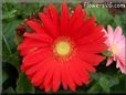 red gerbera daisy flower
