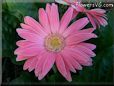 pink gerbera daisy flower