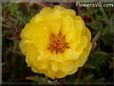 yellow moss rose flower