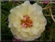 yellow moss rose flower
