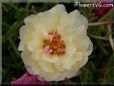 yellow moss rose flower