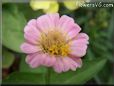 pink zinnia flower