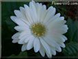 white gerbera daisy flower