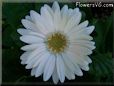 white gerbera daisy flower