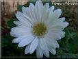 white gerbera daisy flower