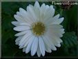 white gerbera daisy flower