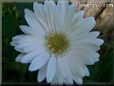 white gerbera daisy flower