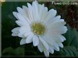 white gerbera daisy flower