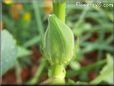 small okra