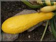 large yellow squash