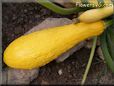 large yellow squash