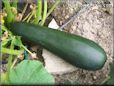 large zucchini