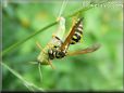 wasp eating a grasshopper