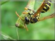 wasp eating a grasshopper