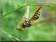wasp eating a grasshopper