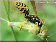 wasp eating a grasshopper