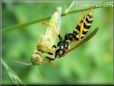 wasp eating a grasshopper