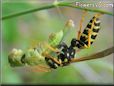 wasp eating a grasshopper