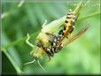 wasp eating a grasshopper