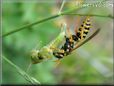 wasp eating a grasshopper