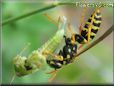 wasp eating a grasshopper