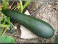 large zucchini